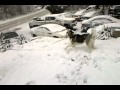 Siberian Husky playing in snow storm