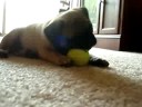 8/23/2008  Bella The Pug !   2522