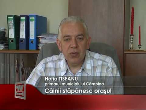 Câinii stăpânesc oraşul