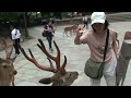 日本奈良 東大寺 鹿群 東大寺