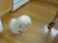 Maltipom