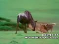 Wildebeest Tries to Defend its Baby from a Pack of Dogs