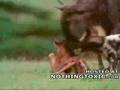 Wildebeest-Tries-to-