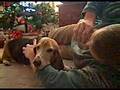 Basset Hound video