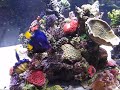 Vortech pumps push a large gyre in a 1200 stony coral reef