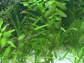 Endler y Daphnia magna Endler y Daphnia magna
