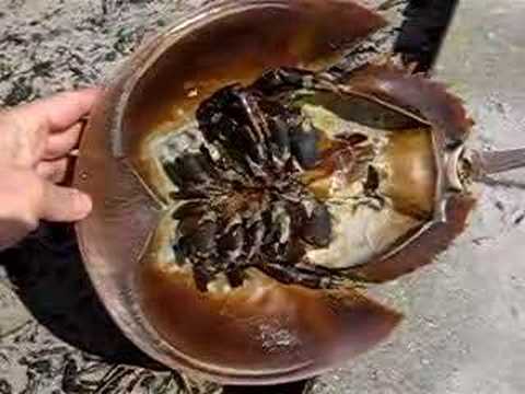 A Look at a Horseshoe Crab