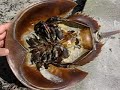 A Look at a Horseshoe Crab A Look at a Horseshoe Crab