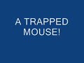 bucket mousetrap bucket mousetrap