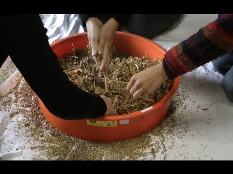 how to harvest vegetable seeds
