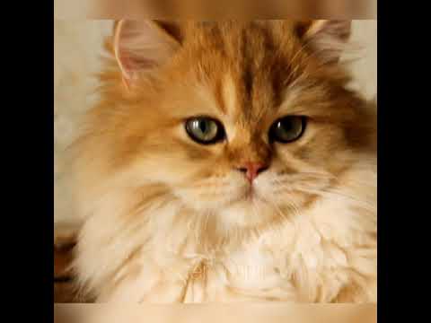 Любимый сердцеед 💟🥰  😻  Antoshka Minilion 💕  British Longhair male ny 11 ❤ only for me 💔❤️💋💖