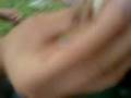 videos de rostilj kod goge