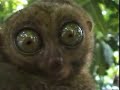 Dramatic lemur