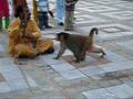 Street Performer Monkey