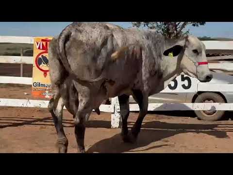 LOTE 35