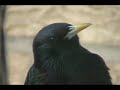 Damn He's Back Again (bird out bedroom window)