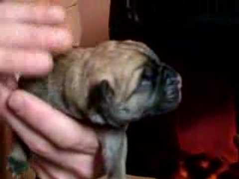 bullmastiff