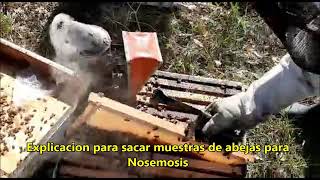 7 - NOSEMOSIS: Cómo recolectar abejas en el campo y análisis de la enfermedad