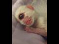 weird mutated animals