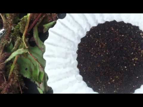 how to harvest amaranth