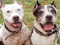 Documentary about Brandon Bond rescuing Vick's Pitbulls
