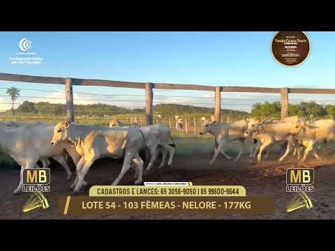 11� LEIL�O FAM�LIA LUCIANO DUARTE E CONVIDADOS
