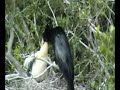 Anhinga (Snake Bird or Devil Bird) bird feeding the baby Anhinga (Snake Bird or Devil Bird) bird feeding the baby