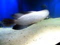 African Arowana, Oxydoras niger and Megalodoras irwini African Arowana, Oxydoras niger and Megalodoras irwini
