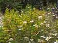 Le pouvoir des fleurs Laurent Voulzy