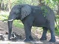 Bull Elephant Drinking At A Waterhole In Mkhuze