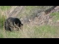 Click here to watch this video Bear hunting