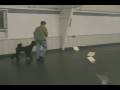 videos de Woodie's Rally novice title.wmv