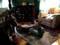 Rope, Handcuff, and Hogtie Escape
