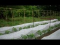 Click here to watch this video LAND O' LARKIN NIGHTSHADE UPDATE 5/23/12