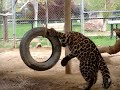 Jun Jie Leopard gets tire