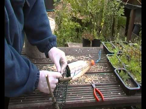 how to eliminate squirrels