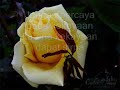 Amrizal Firdaus