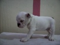 BULLDOG INGLES CACHORRAS VENTA MASCOTAS ROMA