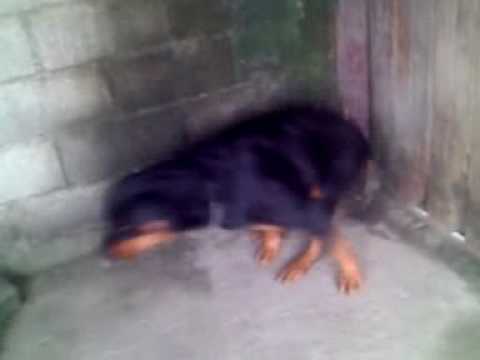 rot vayler