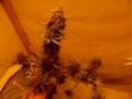 Masterkush, AK-48, Super Skunk pt 6
