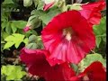 Paint Vibrant Pastel Flowers Paint Vibrant Pastel Flowers
