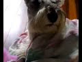 la jeringa con antimicotico!!!!