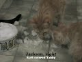 Funny Cats and Snow Bowl