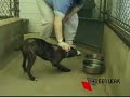 Veterinary Assistants and Laboratory Animal Caretakers