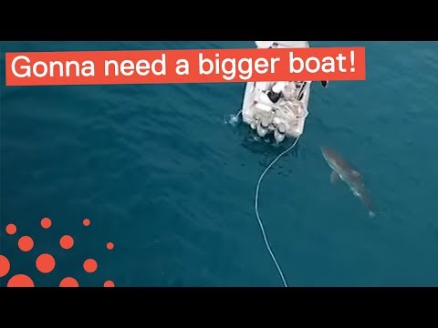 This 15-Foot Shark Would't Leave This Fishing Boat Alone