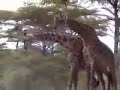 Fighting Tanzanian Giraffes! Fighting Tanzanian Giraffes!