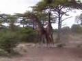 Fighting Tanzanian Giraffes!