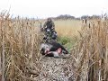 Alberta moose hunt with Blue Sky Outfitting October 27 2009