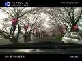 DRIVING VIEW #01 Sakura(cherry blossoms) at Seto River