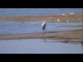 Celebration of International Day of Wetlands 2011: observation of migratory birds in the dams of Biskra (Algeria)